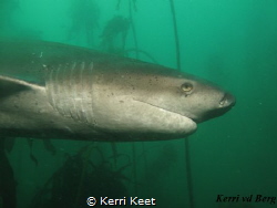 Sevengill Cowshark - a prehistoric shark that we are luck... by Kerri Keet 